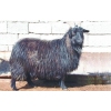 盖州牙山黑绒山羊价格，哪里能买到高质量的牙山黑绒山羊